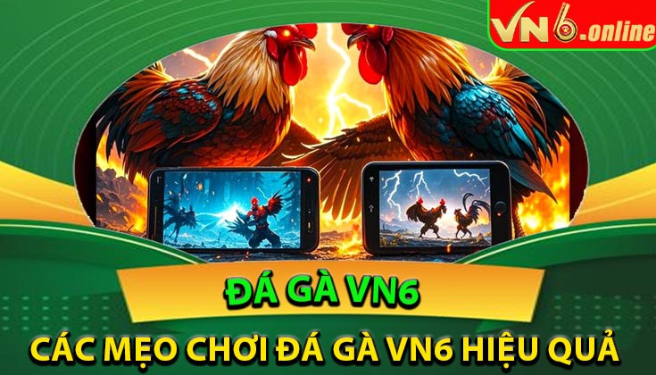 Các mẹo chơi đá gà VN6 hiệu quả