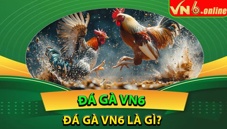 Đá gà VN6 là gì?
